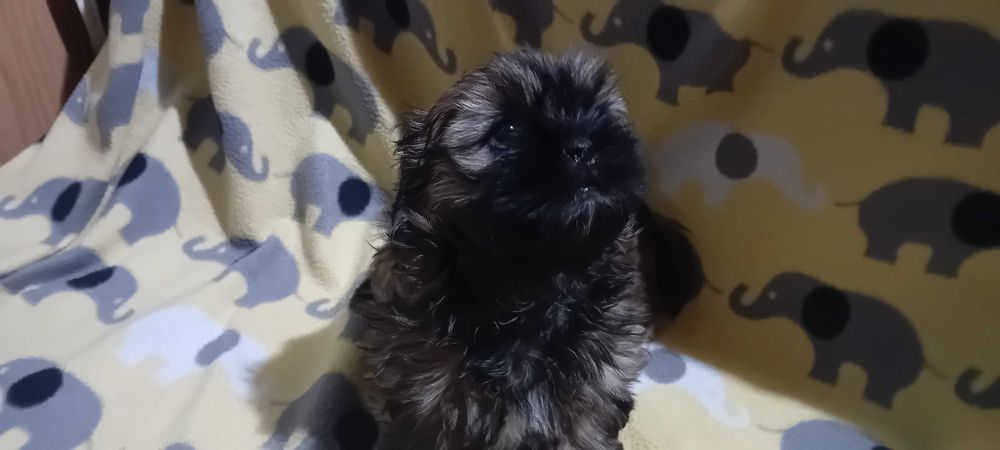 Piękny suczka Shih-tzu