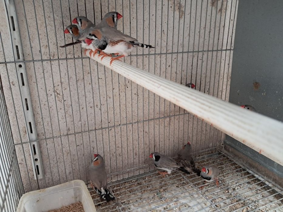 Mandarins gigantes