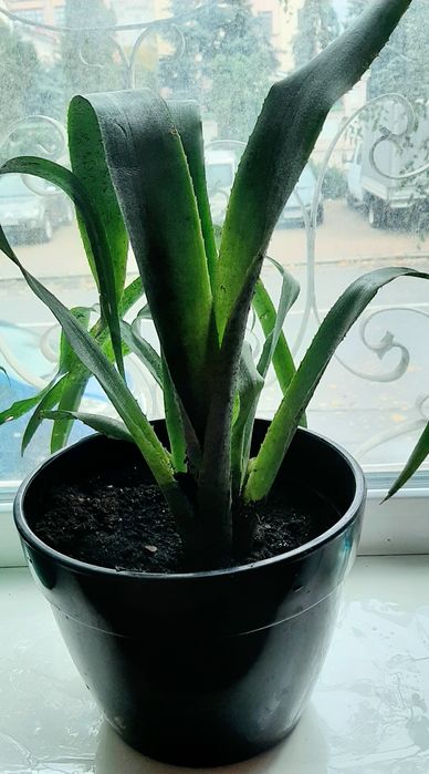 Цветок  вазон бромилиевые