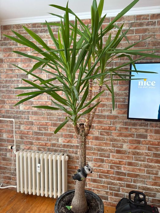 Palma Juka/Yucca 2,5m w doniczce