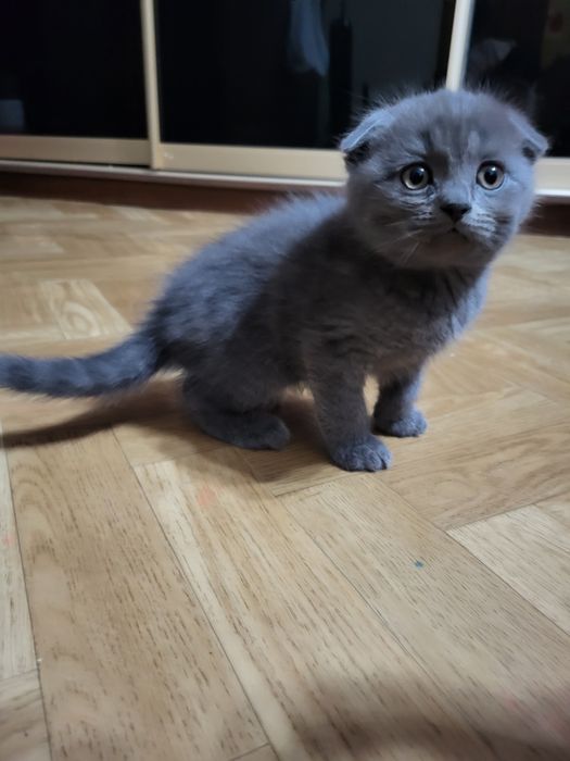 Хлопчик шотландець