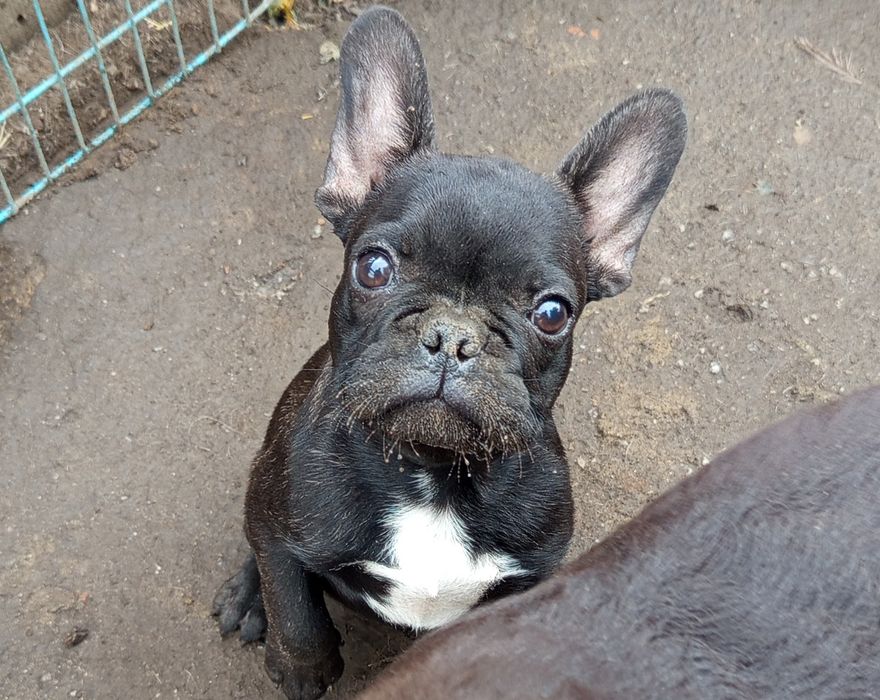 Супер ребенок французского бульдога