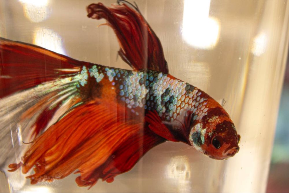 Риба Півник. Бійцівська сіамьска рибка. Петушок