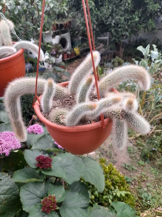 Vendo rabos de macaco