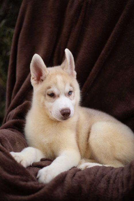 Купить щенка хаски