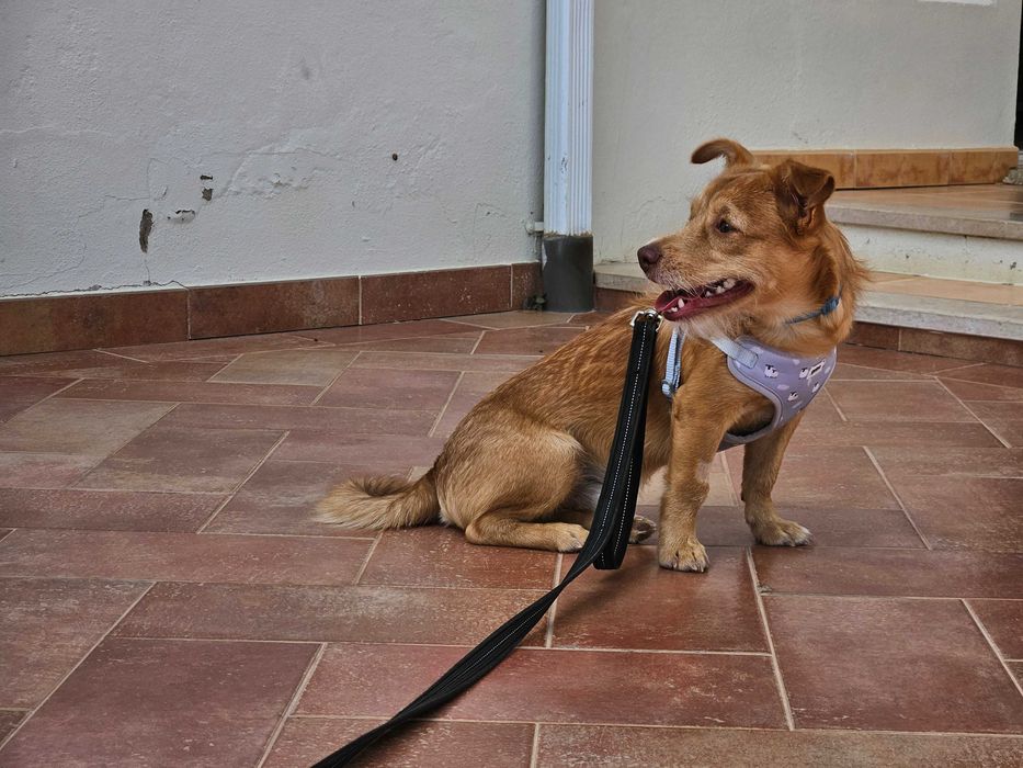 Jimmy, Cão 8 meses porte pequeno para adoção