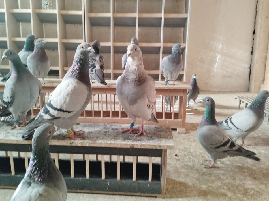 Gołębie pocztowe młode po lotach.