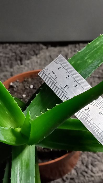 Алое вера Вазони