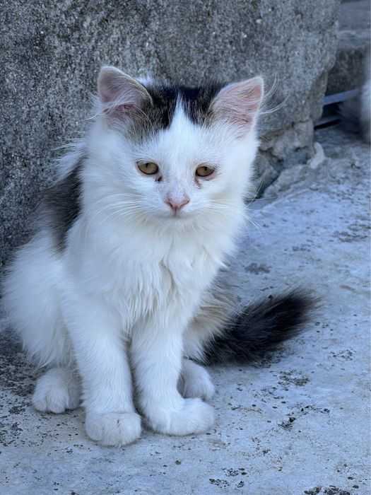 Віддам кошенят в добрі руки