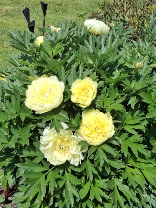 Піон ІТО Бартзелла