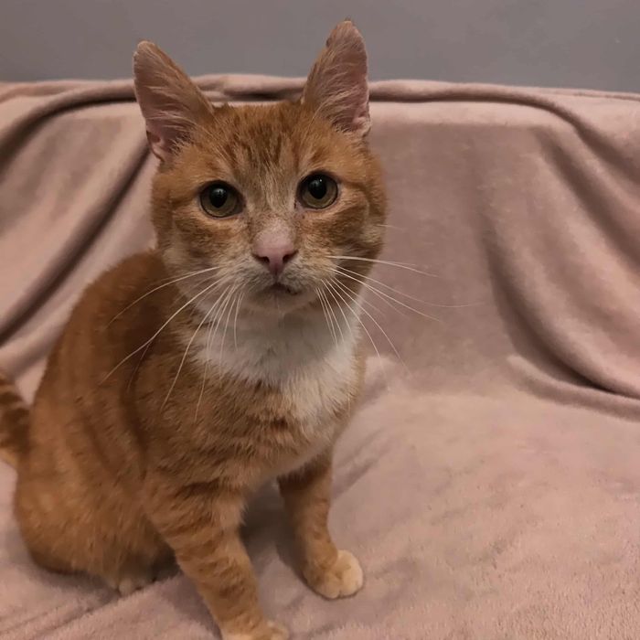 Cudny kocurek szuka domu!