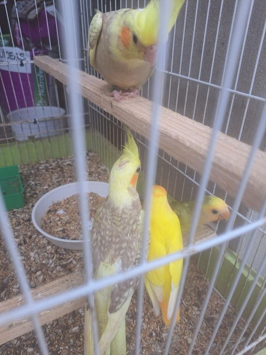 Caturras, agapornis e periquitos