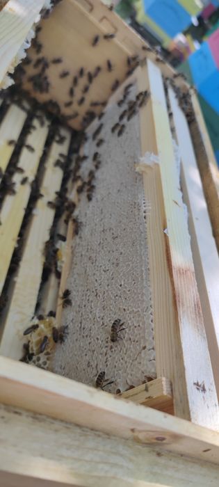 Бджолопакети,бджолосімї,бджоли, карніка,доставка