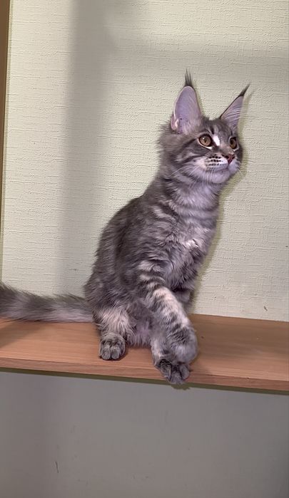 Хлопчик мейн-кун блакитний мармур