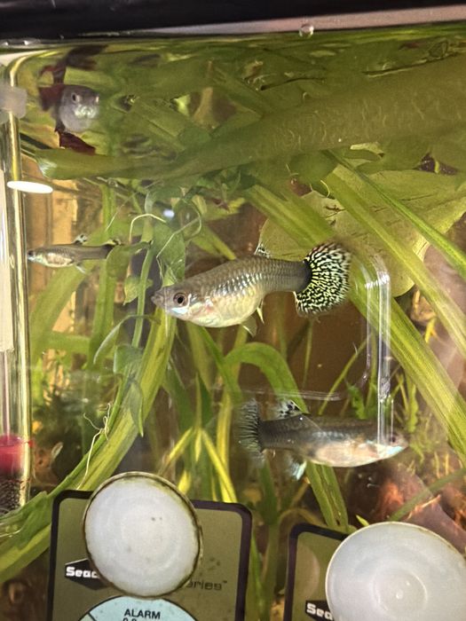 Casal Guppies Red Dragon Halfmoon: Linha Pura, Famalicão
