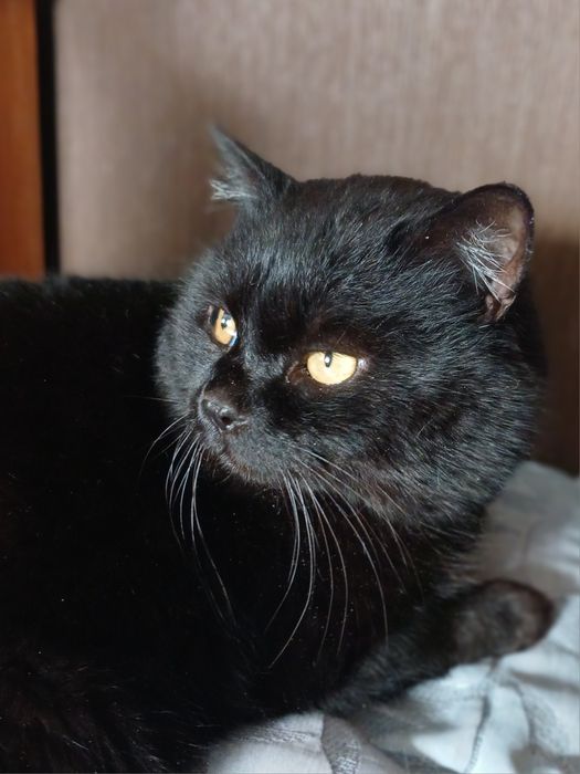 Котик Федя 3 года