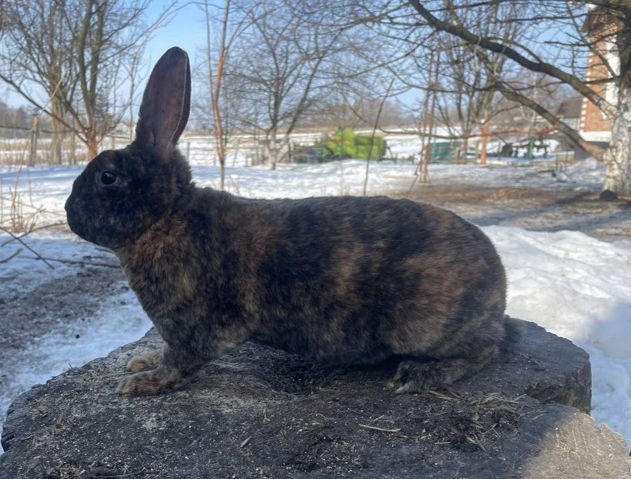 Кролики Рекс в окрасі гепард