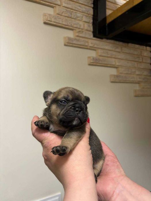 Цуценята Французький бульдог