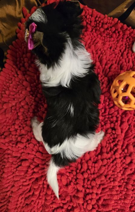 York biewer - Suzi z rodowodem !