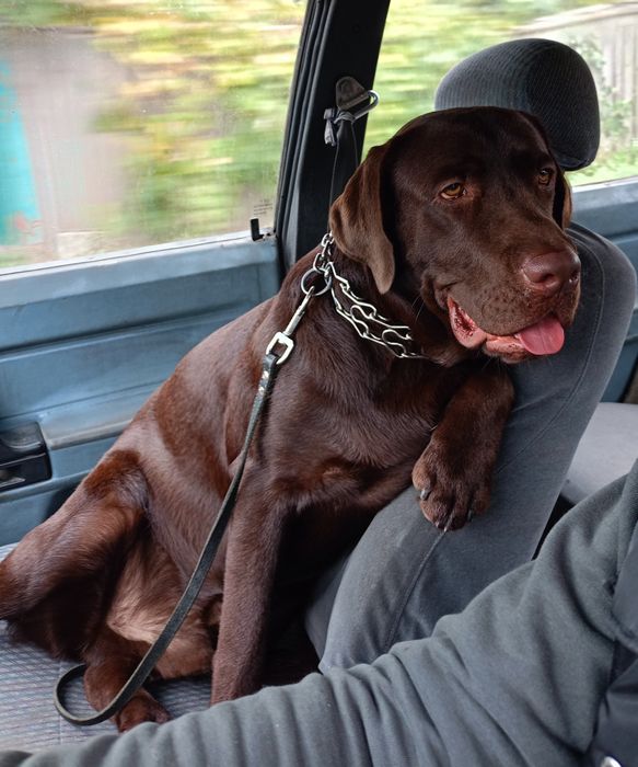 Лабрадор в'язка.