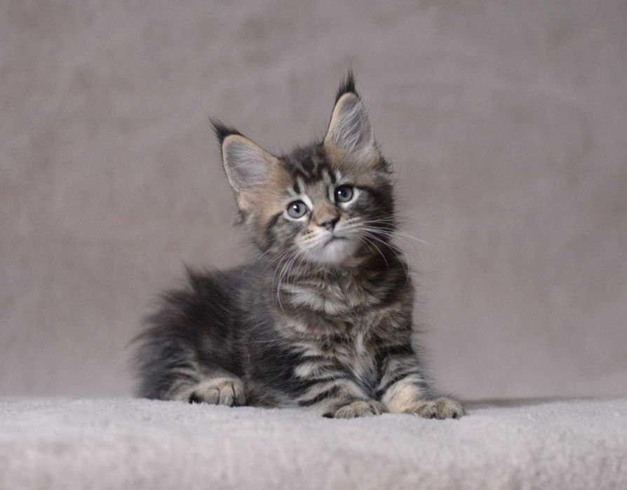 Dziewczynka maine coon z rodowodem FPL