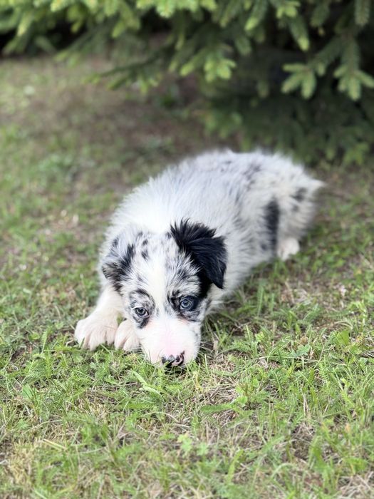 Border Collie Suczka Blue Merle