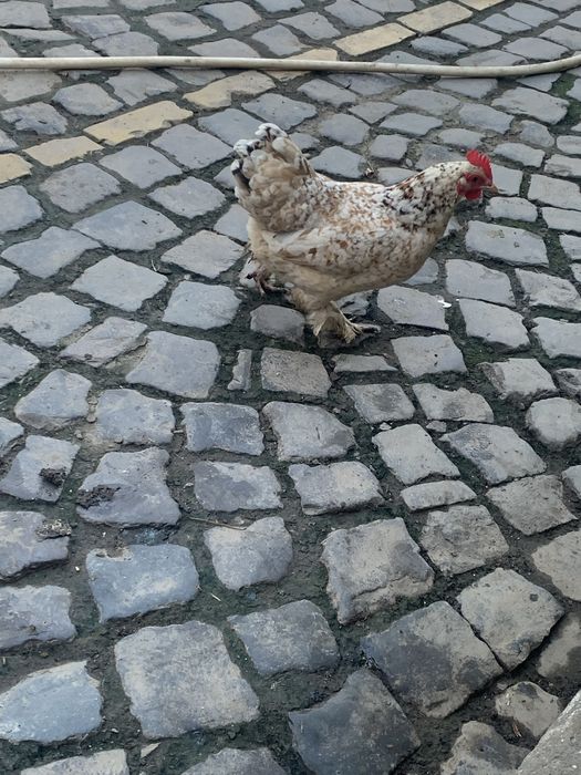 Кури лилипути бентамки