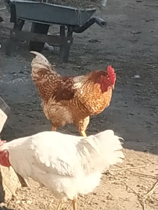 Меняю крупы любые (гречка, пшено, рис.,мука и так дале)на домашнии яца