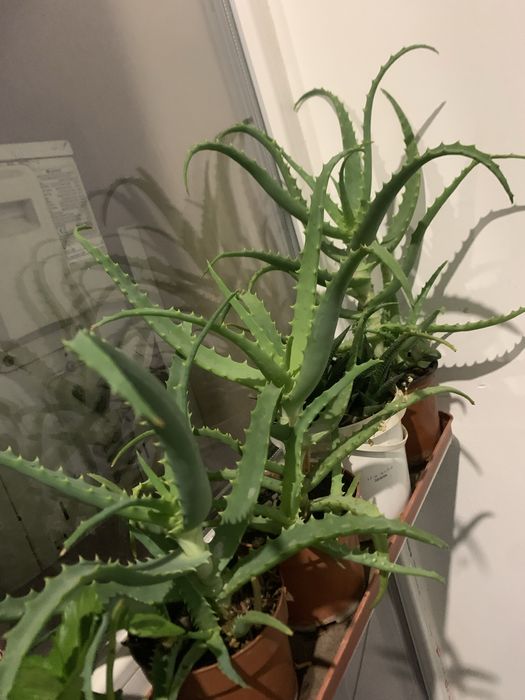 Продам комнатное растение