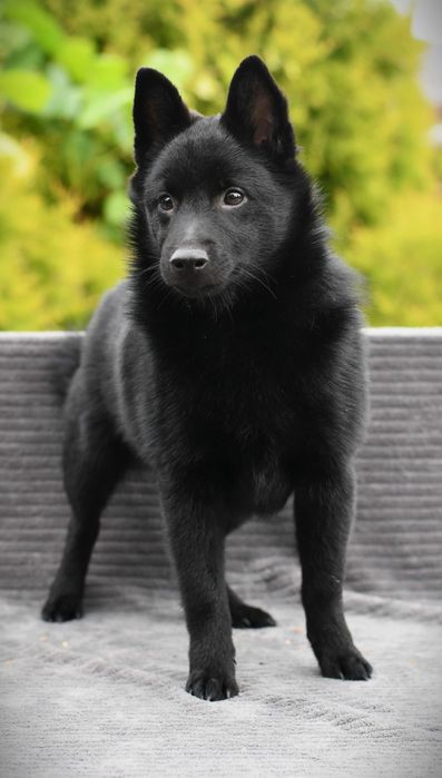 Schipperke piesek