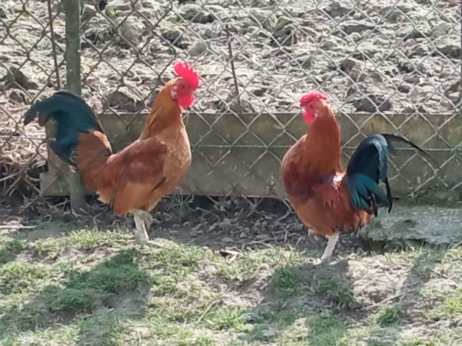 Kury, koguty  ozdobne miniaturki