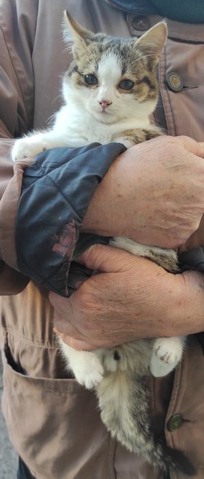 Киця кошенятко в добрі руки