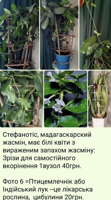 Гипеаструм амарилис Alfresco и много других растений