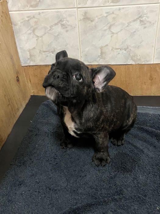 Buldogue francês macho