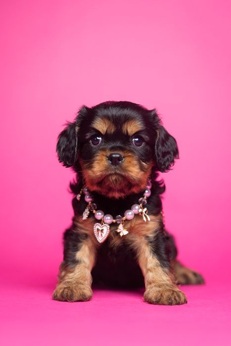 Cavalier King Charles Spaniel * Dziewczynka Fleur de Lys