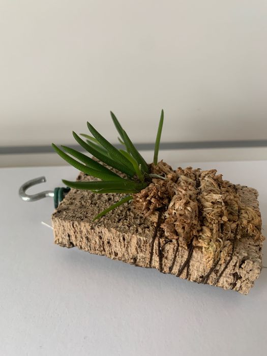 Орхідея Leptotes Tenuis