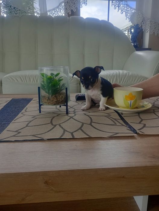 CHIHUAHUA -mini suczka-zarezerwowana.