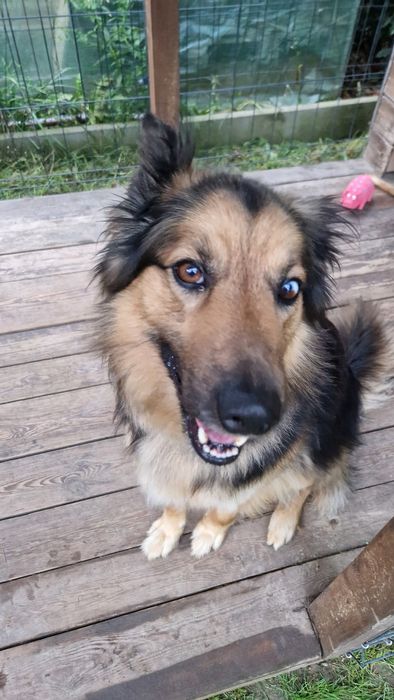 Oddam pieska w dobre ręce