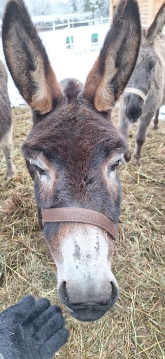 Ośliczka do adopcji
