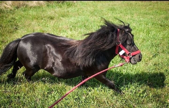 Tornado kary ogier Falabella