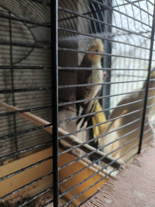 Caturras casal lindos cantadeiras