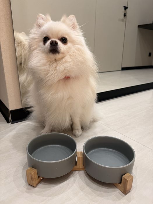 Миски керамические для собак кормушка