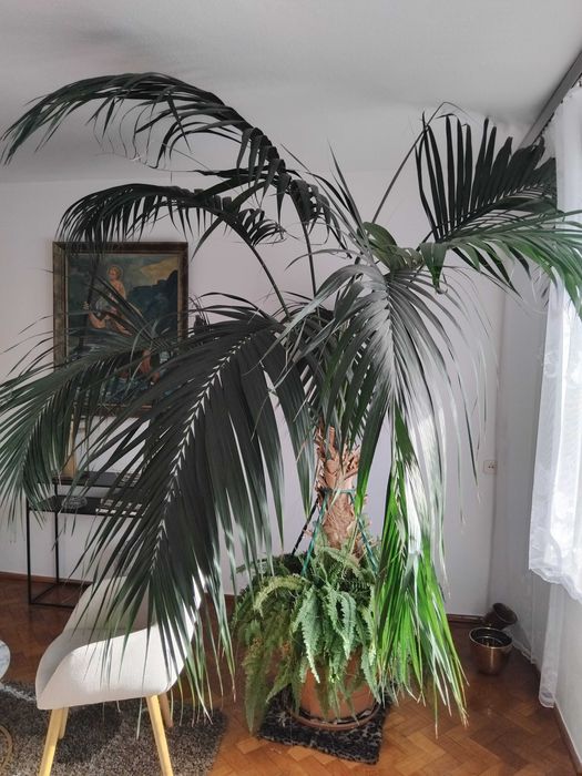 Palma, wysokość około 2,5m, szerokość około 1,8m
