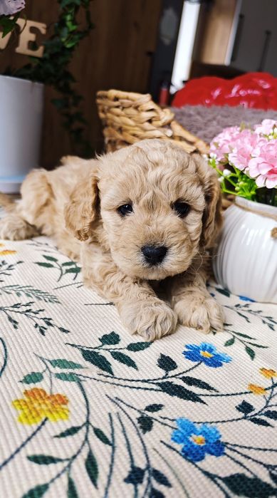 REZERWACJA**Cavapoo**uroczy chłopiec!