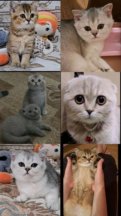 Вязка. Шотландский кот