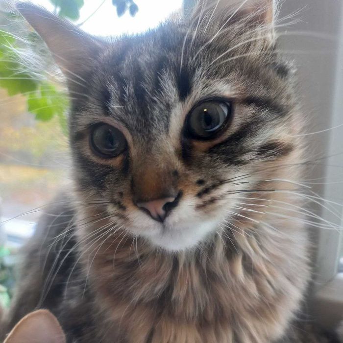 кошенята переселенці з Херсона ще шукають хату.