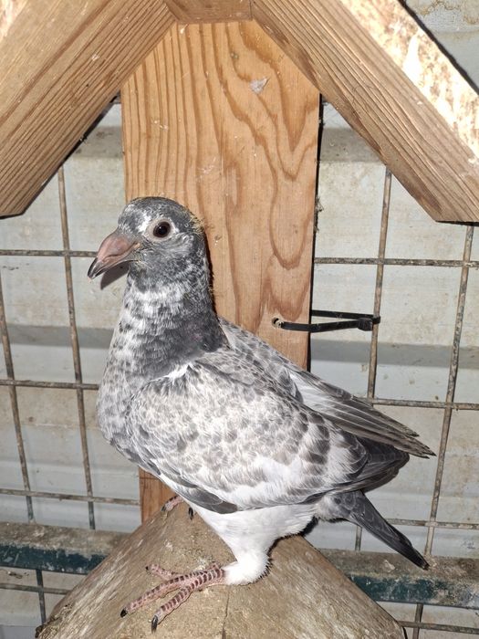 Pombos correio   borrachos