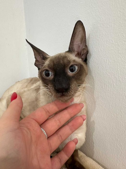 CORNISH REX - Dostępny kocurek o imieniu FENDI Hodowla: MatiMalwa*PL