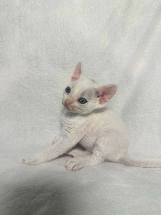 Котики Девон рекс/Devon rex
