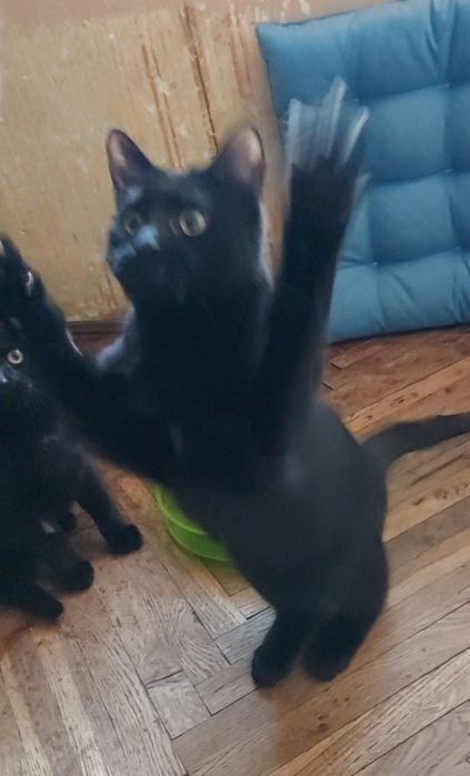 Красивий лагідний пантерчик, котик, кошеня,  кіт, котята, кошенята